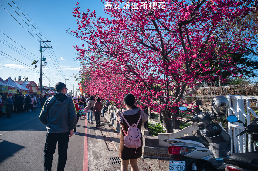 ｜台中景點｜2021年泰安櫻花季，全台最美的泰安派出所，粉紅櫻花盛開中 - Hallo！Im 婷兒