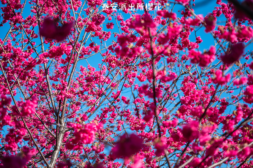 ｜台中景點｜2021年泰安櫻花季，全台最美的泰安派出所，粉紅櫻花盛開中 - Hallo！Im 婷兒