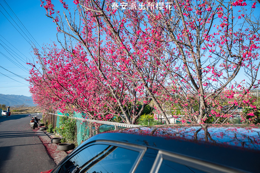 ｜台中景點｜2021年泰安櫻花季，全台最美的泰安派出所，粉紅櫻花盛開中 - Hallo！Im 婷兒