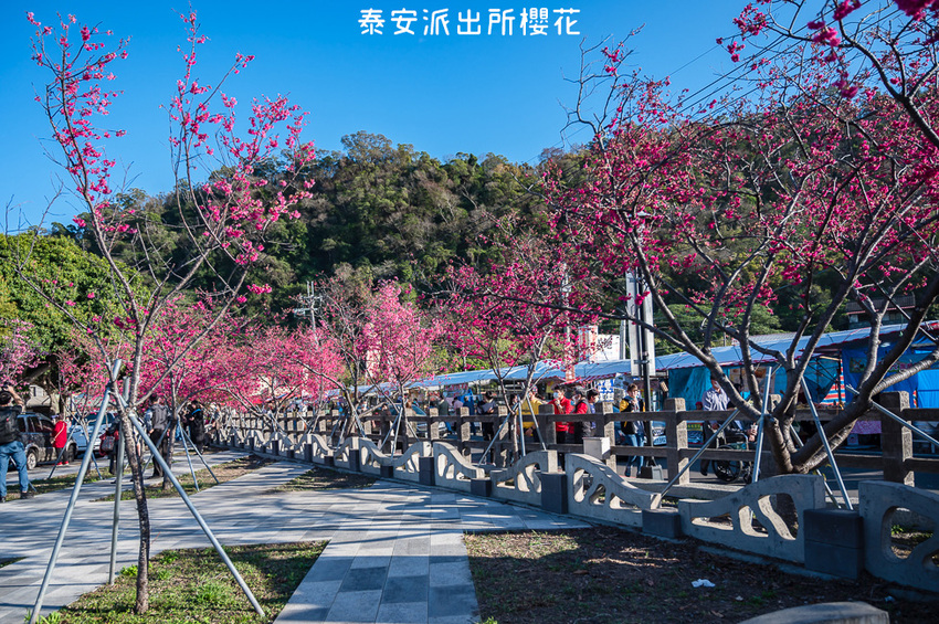 ｜台中景點｜2021年泰安櫻花季，全台最美的泰安派出所，粉紅櫻花盛開中 - Hallo！Im 婷兒