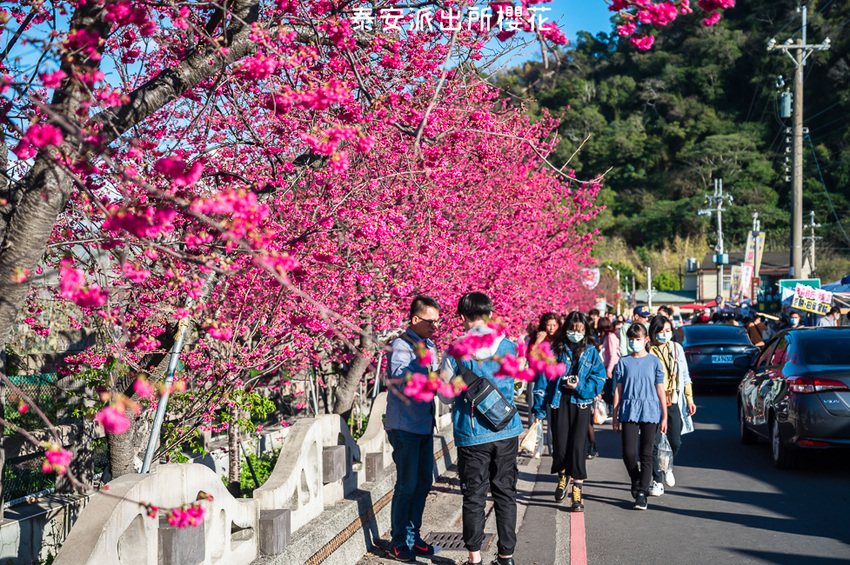 ｜台中景點｜2021年泰安櫻花季，全台最美的泰安派出所，粉紅櫻花盛開中 - Hallo！Im 婷兒