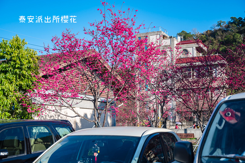 ｜台中景點｜2021年泰安櫻花季，全台最美的泰安派出所，粉紅櫻花盛開中 - Hallo！Im 婷兒