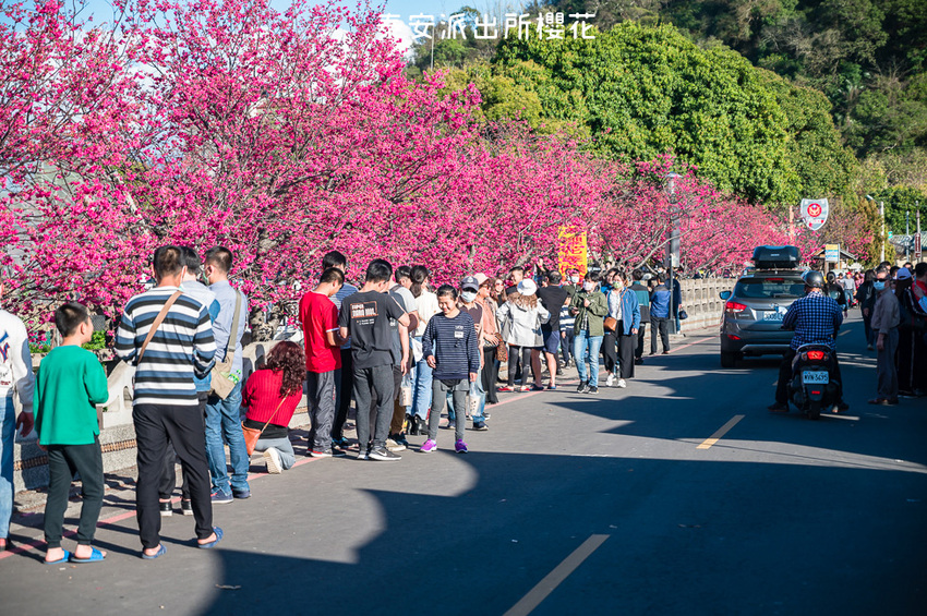 ｜台中景點｜2021年泰安櫻花季，全台最美的泰安派出所，粉紅櫻花盛開中 - Hallo！Im 婷兒