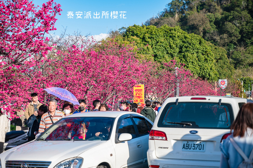 ｜台中景點｜2021年泰安櫻花季，全台最美的泰安派出所，粉紅櫻花盛開中 - Hallo！Im 婷兒