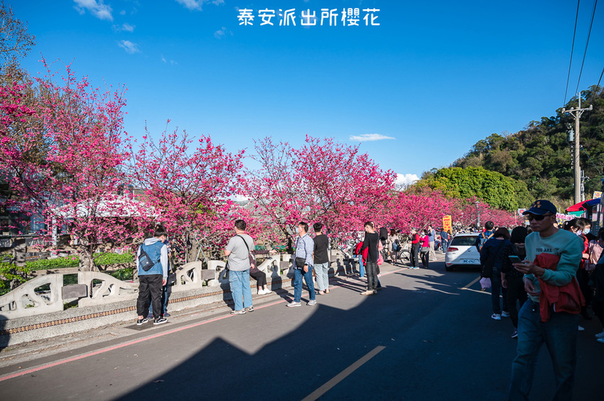｜台中景點｜2021年泰安櫻花季，全台最美的泰安派出所，粉紅櫻花盛開中 - Hallo！Im 婷兒