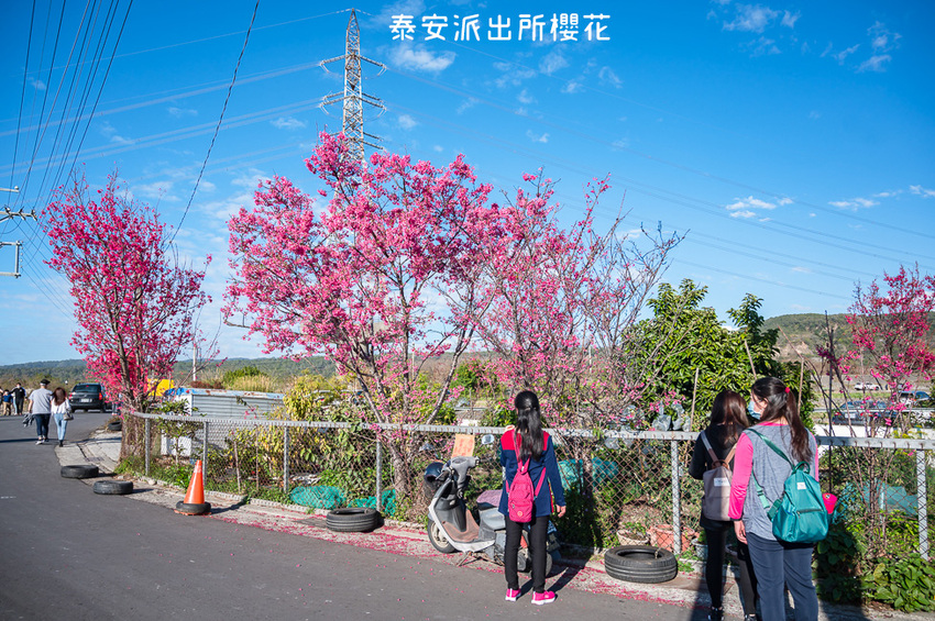 ｜台中景點｜2021年泰安櫻花季，全台最美的泰安派出所，粉紅櫻花盛開中 - Hallo！Im 婷兒