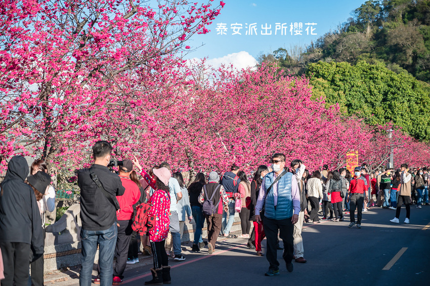 ｜台中景點｜2021年泰安櫻花季，全台最美的泰安派出所，粉紅櫻花盛開中 - Hallo！Im 婷兒