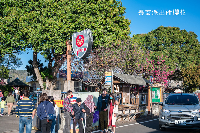 ｜台中景點｜2021年泰安櫻花季，全台最美的泰安派出所，粉紅櫻花盛開中 - Hallo！Im 婷兒