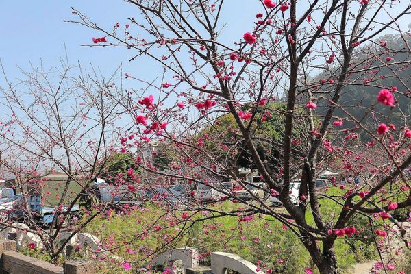 泰安派出所櫻花：【台中景點】全台最美麗的台中泰安派出所~八重警櫻柔美櫻花重重包圍/最佳賞櫻熱點/IG熱門打卡景點