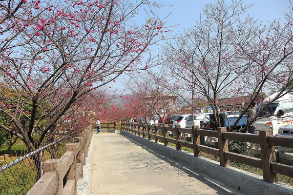 泰安派出所櫻花：【台中景點】全台最美麗的台中泰安派出所~八重警櫻柔美櫻花重重包圍/最佳賞櫻熱點/IG熱門打卡景點