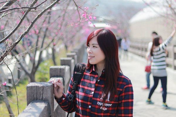 泰安派出所櫻花：【台中景點】全台最美麗的台中泰安派出所~八重警櫻柔美櫻花重重包圍/最佳賞櫻熱點/IG熱門打卡景點