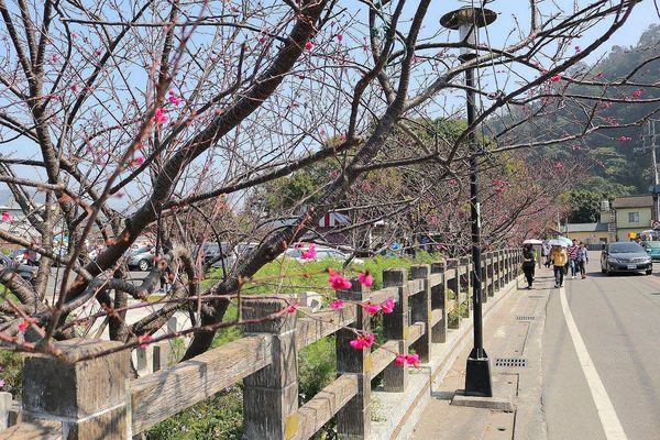 泰安派出所櫻花：【台中景點】全台最美麗的台中泰安派出所~八重警櫻柔美櫻花重重包圍/最佳賞櫻熱點/IG熱門打卡景點