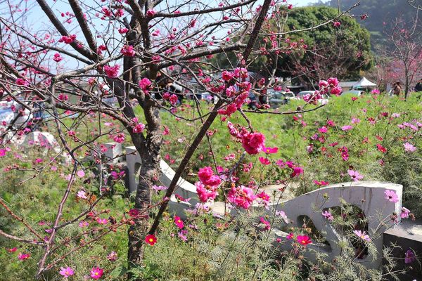 泰安派出所櫻花：【台中景點】全台最美麗的台中泰安派出所~八重警櫻柔美櫻花重重包圍/最佳賞櫻熱點/IG熱門打卡景點