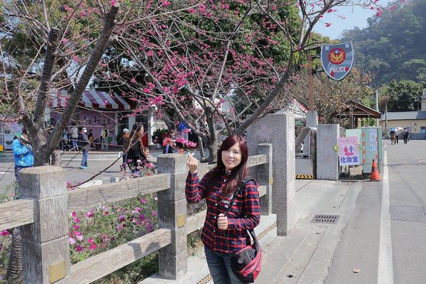 泰安派出所櫻花：【台中景點】全台最美麗的台中泰安派出所~八重警櫻柔美櫻花重重包圍/最佳賞櫻熱點/IG熱門打卡景點