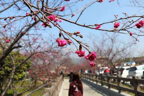 泰安派出所櫻花：【台中景點】全台最美麗的台中泰安派出所~八重警櫻柔美櫻花重重包圍/最佳賞櫻熱點/IG熱門打卡景點