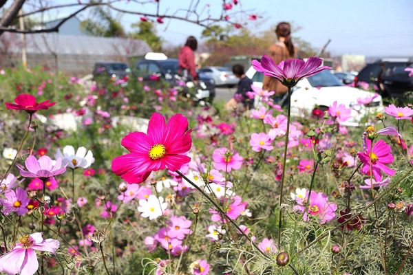 泰安派出所櫻花：【台中景點】全台最美麗的台中泰安派出所~八重警櫻柔美櫻花重重包圍/最佳賞櫻熱點/IG熱門打卡景點