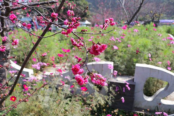 泰安派出所櫻花：【台中景點】全台最美麗的台中泰安派出所~八重警櫻柔美櫻花重重包圍/最佳賞櫻熱點/IG熱門打卡景點