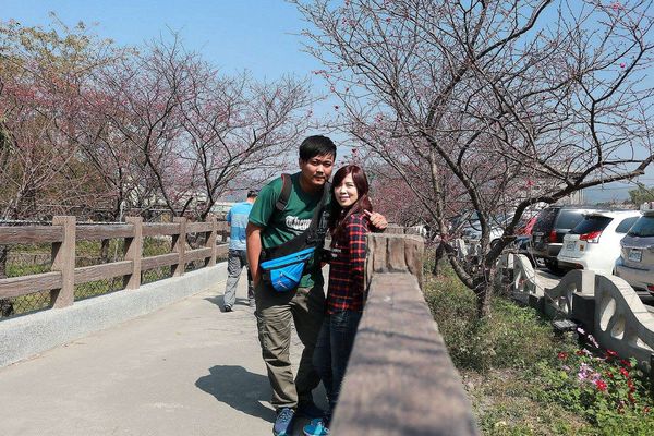 泰安派出所櫻花：【台中景點】全台最美麗的台中泰安派出所~八重警櫻柔美櫻花重重包圍/最佳賞櫻熱點/IG熱門打卡景點