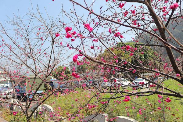 泰安派出所櫻花：【台中景點】全台最美麗的台中泰安派出所~八重警櫻柔美櫻花重重包圍/最佳賞櫻熱點/IG熱門打卡景點