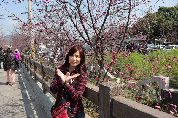 泰安派出所櫻花：【台中景點】全台最美麗的台中泰安派出所~八重警櫻柔美櫻花重重包圍/最佳賞櫻熱點/IG熱門打卡景點