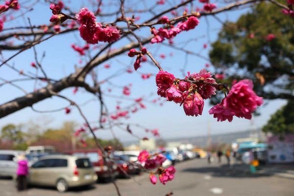 泰安派出所櫻花：【台中景點】全台最美麗的台中泰安派出所~八重警櫻柔美櫻花重重包圍/最佳賞櫻熱點/IG熱門打卡景點