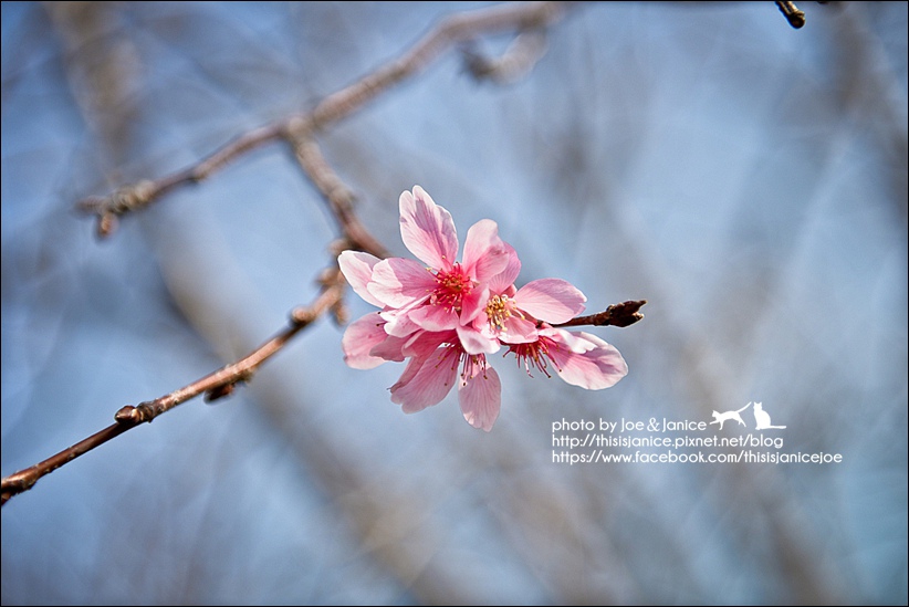 DSC_2350-2.jpg DSC_2350-2.jpg