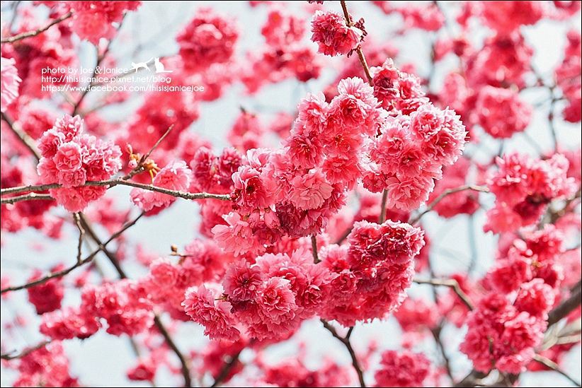 DSC_2407-2.jpg DSC_2407-2.jpg