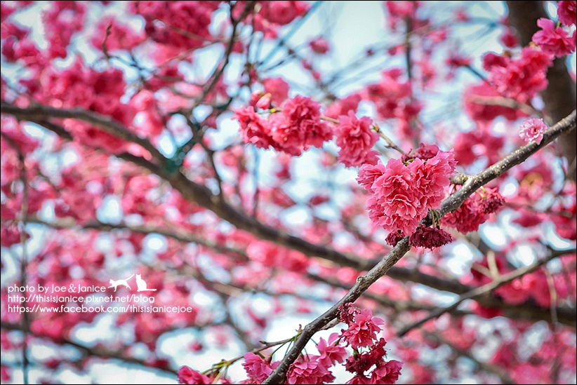 DSC_2402-2.jpg DSC_2402-2.jpg