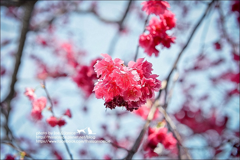 DSC_2420-2.jpg DSC_2420-2.jpg