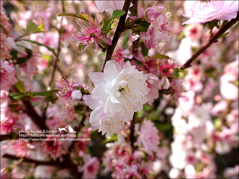 DSC03369.JPG DSC03369.JPG