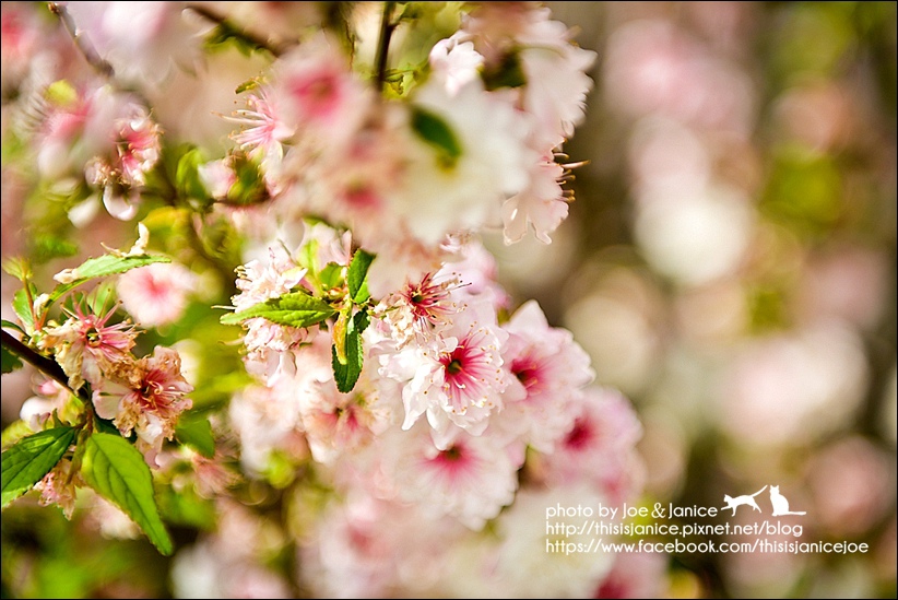 DSC_2342-2.jpg DSC_2342-2.jpg