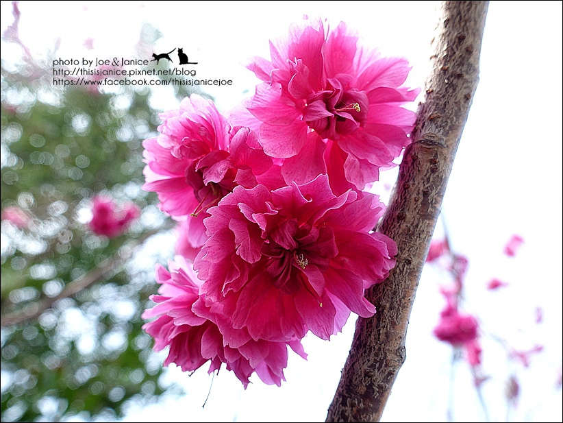 DSC03375.JPG DSC03375.JPG