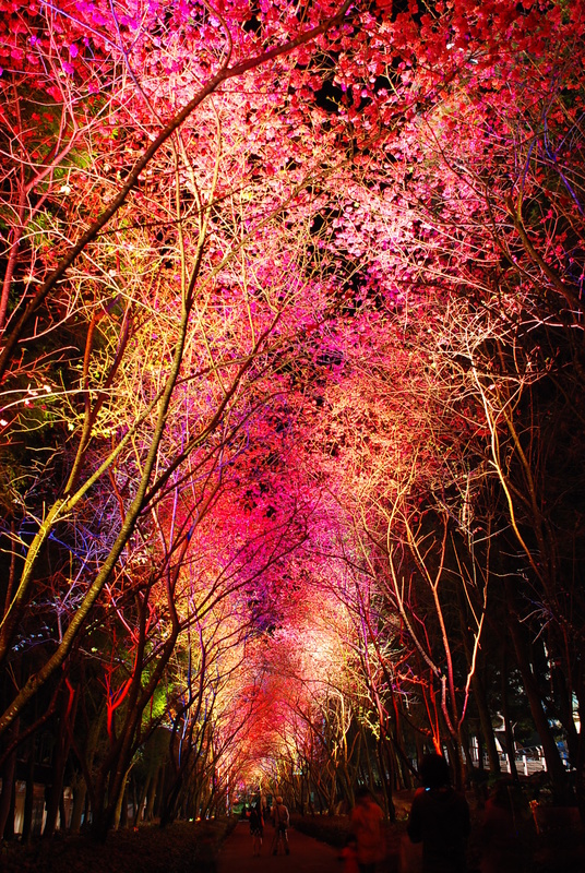 ◈南投◈ⓜ2009九族夜櫻季ⓜ