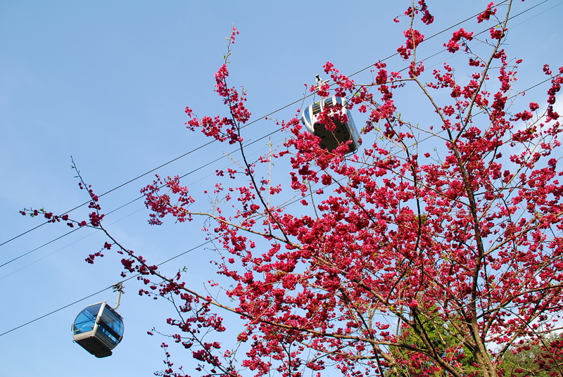 ◈南投◈ⓜ2009九族夜櫻季ⓜ