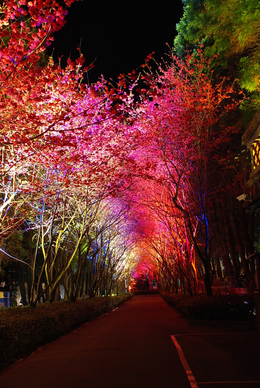 ◈南投◈ⓜ2009九族夜櫻季ⓜ