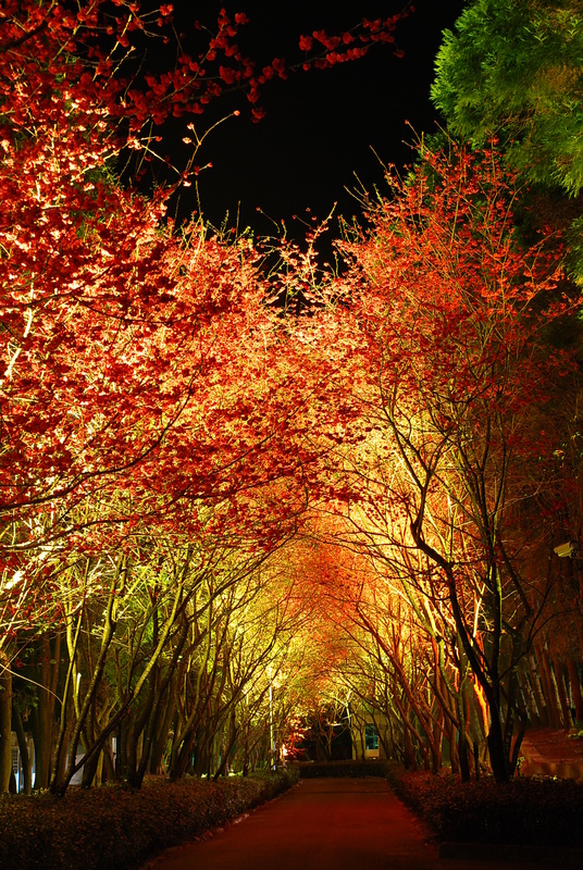 ◈南投◈ⓜ2009九族夜櫻季ⓜ