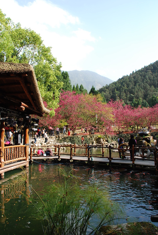 ◈南投◈ⓜ2009九族夜櫻季ⓜ