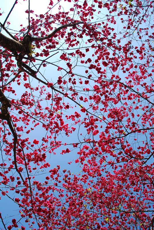 ◈南投◈ⓜ2009九族夜櫻季ⓜ