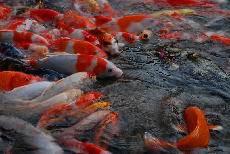 ◈南投◈ⓜ2009九族夜櫻季ⓜ