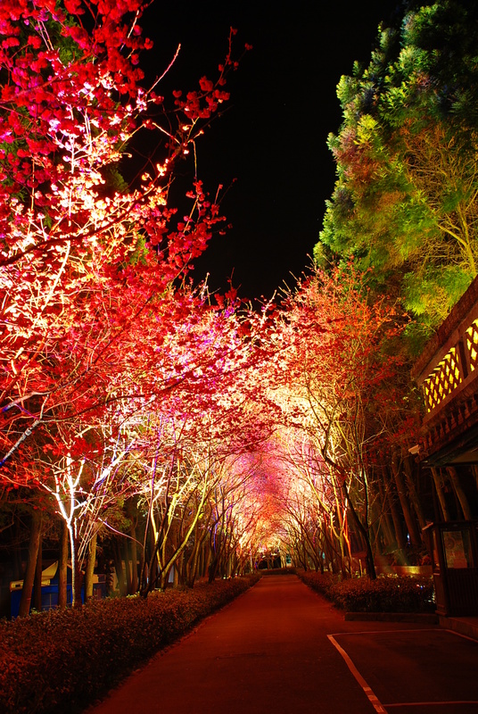 ◈南投◈ⓜ2009九族夜櫻季ⓜ