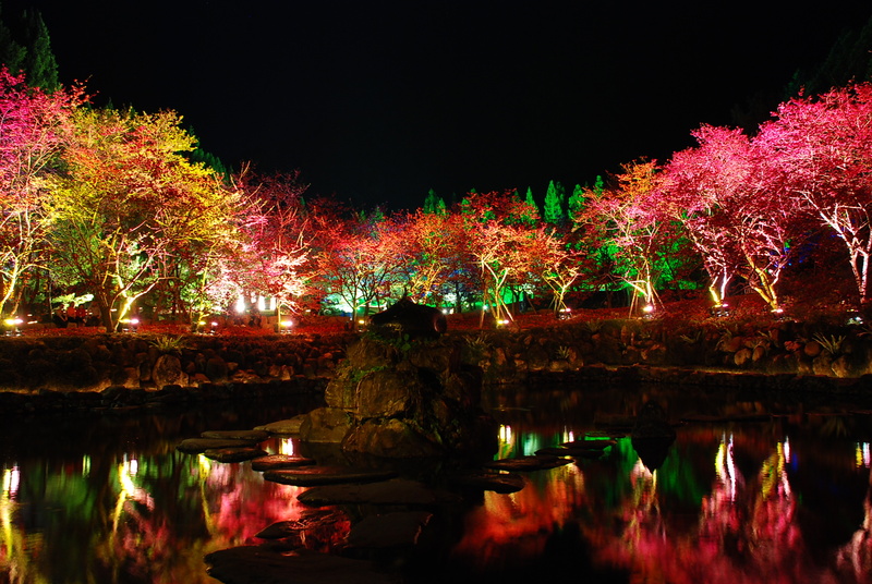 ◈南投◈ⓜ2009九族夜櫻季ⓜ