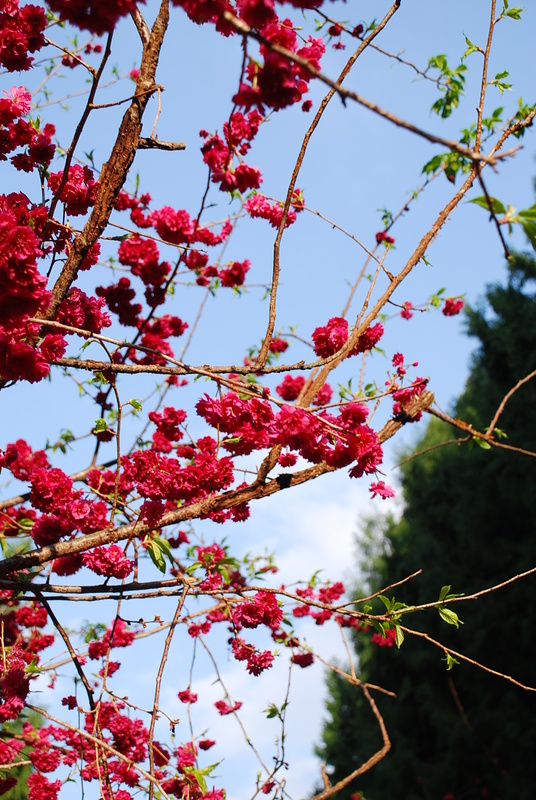 ◈南投◈ⓜ2009九族夜櫻季ⓜ