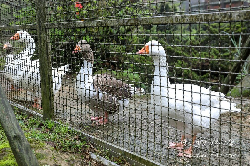 台北市北投區只賣四小時,網路推薦陽明山最好吃是這間!平日人潮大爆滿生意超好的土雞野菜推薦
