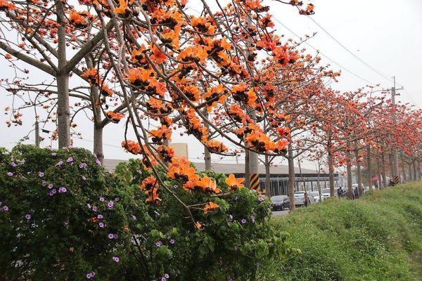 林初埤木棉花道：【台南景點】全球最美十五條花道~白河林初埤木棉花道