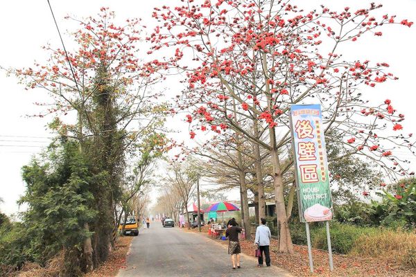 林初埤木棉花道：【台南景點】全球最美十五條花道~白河林初埤木棉花道