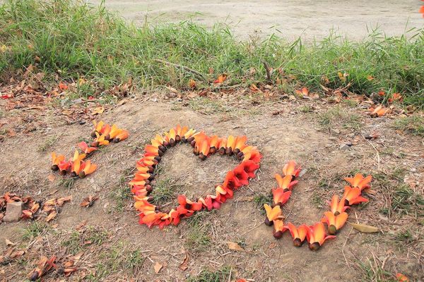 林初埤木棉花道：【台南景點】全球最美十五條花道~白河林初埤木棉花道