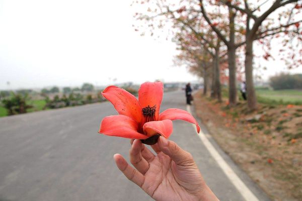 林初埤木棉花道：【台南景點】全球最美十五條花道~白河林初埤木棉花道