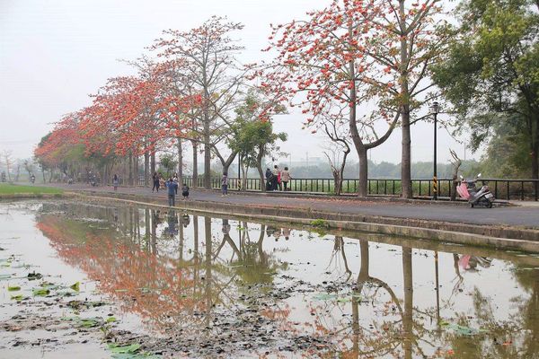 林初埤木棉花道：【台南景點】全球最美十五條花道~白河林初埤木棉花道