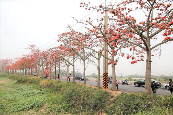 林初埤木棉花道：【台南景點】全球最美十五條花道~白河林初埤木棉花道