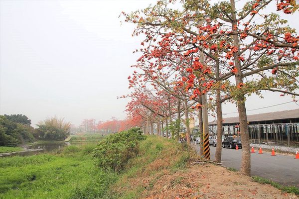 林初埤木棉花道：【台南景點】全球最美十五條花道~白河林初埤木棉花道
